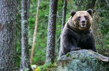 Φλώρινα: Αρκούδα μπήκε από το παράθυρο σε κτηνοτροφική μονάδα και έφαγε 15 πρόβατα