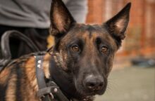 Θεσσαλονίκη: Σύλληψη 33χρονου για κατοχή και διακίνηση ναρκωτικών - Ο σκύλος Iris της ΕΛΑΣ ανίχνευσε κρυμμένα πάνω από 6 κιλά κοκαΐνης και κάνναβης