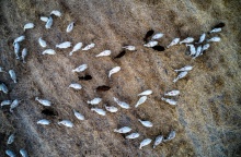 Αιγοπρόβατα