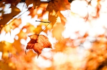 Φύλλα πάνω σε δέντρα