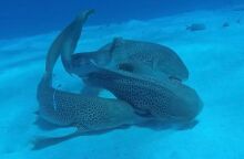 Σπάνιο βίντεο στη Νέα Καληδονία κατέγραψε για πρώτη φορά ζευγάρωμα καρχαριών-λεοπαρδάλη: Δύο αρσενικοί με μία θηλυκή σε «τρίο».