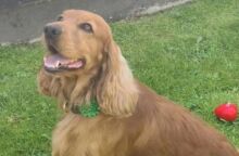 Ο σκύλος υποστήριξης Μπέιλι απελευθερώθηκε από φυλακή της Βόρειας Ιρλανδίας μετά από εκστρατεία διαμαρτυρίας και παρέμβαση πολιτικών.