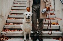 Ιταλία: Η επαρχία Μπολζάνο προτείνει φόρο για σκύλους-τουρίστες και κατοικίδια ντόπιων - Θύελλα αντιδράσεων από ζωοφιλικές οργανώσεις