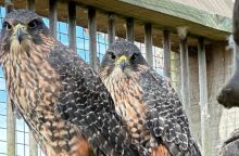 Απειλούμενο γεράκι κάρεαρεα κερδίζει τον τίτλο του Πουλιού της Χρονιάς της Νέας Ζηλανδίας για το 2025 - Έχουν απομείνει περίπου 5.000 με 8.000