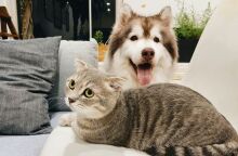 Κατοικίδια και Πολυκατοικίες: Αρμονική συμβίωση ή σύγκρουση;