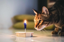 Παγκόσμια ημέρα των ζώων: Μια μικρή αναδρομή στην ιστορία της σχέσης του ανθρώπου με τις γάτες