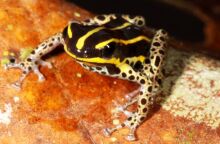 Νέο είδος μικροσκοπικού δηλητηριώδους βατράχου ανακαλύφθηκε στο Περού - Η ανακάλυψη του Ranitomeya hwata τονίζει την αξία των προστατευόμενων περιοχών.