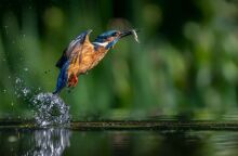 Ευρωπαϊκή γιορτή των πουλιών 2025: Η φύση γιορτάζει τον Οκτώβριο