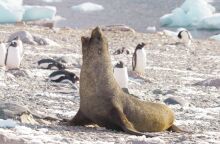 Απειλούμενα είδη: Στην «Κόκκινη Λίστα» οι φώκιες της Αρκτικής