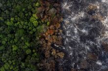 Η υγεία των δασών παγκοσμίως επιδεινώνεται - Έκθεση προειδοποιεί πως η οικονομία ενισχύει τη δασική καταστροφή, απειλώντας το μέλλον της ανθρωπότητας.