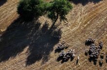 Υπουργείο Αγροτικής Ανάπτυξης: Εγκρίνει 10 εκατ. ευρώ για αποζημιώσεις ευλογιάς προβάτων και στήριξη Περιφερειών, στο πλαίσιο της δεύτερης φάσης ενισχύσεων.