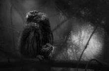 Ο 20χρονος Λούκα Λόρεντς κέρδισε τον τίτλο Ευρωπαίου Φωτογράφου Φύσης 2025 με το έργο Σιωπηλή απελπισία - Ο νεότερος νικητής στην ιστορία του διαγωνισμού