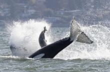 Φώκια καταφεύγει στην πρύμνη σκάφους για να ξεφύγει από όρκες κοντά στο Σιάτλ - Φωτογράφος κατέγραψε σε βίντεο την εντυπωσιακή διάσωσή της