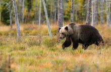 Φρίκη στη Δράμα: Πυροβόλησαν αρκούδα και μετά την αποκεφάλισαν
