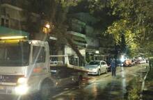 Πτώση δέντρου στη Θεσπρωτία