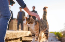 Μια γάτα δέχεται τα χάδια περαστικών