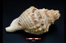 Κοχύλια ηλικίας 6.000 ετών στην Ισπανία ίσως αποτελούν τα αρχαιότερα μουσικά όργανα και μέσα επικοινωνίας στην Ευρώπη - Τα ευρήματα των αρχαιολόγων