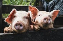 Aφρικανική πανώλη των χοίρων στην Ισπανία: Προκλήθηκε από διαρροή εργαστηρίου;