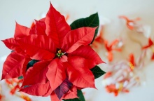 Αλεξανδρινό