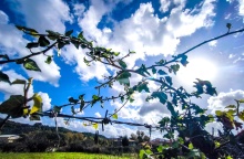 Συννεφιά και ήλιος πίσω από τα κλαδιά δέντρου