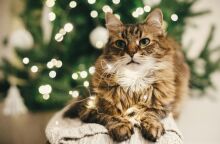 Χριστουγεννιάτικο τραπέζι και κατοικίδια: Τα απαγορευμένα μεζεδάκια για τον σκύλο και τη γάτα μας