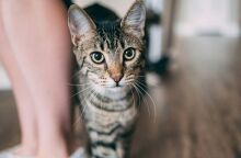 Γιατί οι γάτες νιαουρίζουν περισσότερο στους άντρες απ΄ ό,τι στις γυναίκες