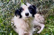 Greek Stray: πώς διασώθηκαν 56 σκυλιά από ένα δημοτικό «καταφύγιο»