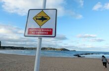 Αυστραλία: Πέθανε στο νοσοκομείο 12χρονος που δέχθηκε επίθεση καρχαρία στο Σίδνεϊ - Αυξημένα περιστατικά και κλειστές παραλίες για λόγους ασφαλείας