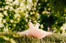 Περιστέρια λευκά σε γκαζόν