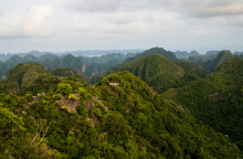Τα δάση σύμμαχος απέναντι στην κλιματική αλλαγή