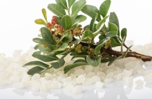 Μίξερ από τον Στέλιο Παρλιάρο: 10 συνταγές με μαστίχα Χίου