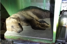 Πλατώνις: Η νεαρή αρσενική αρκούδα απέστρεψε στην Καστοριά