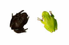 Από πράσινα τα βατράχια στο Τσέρνομπιλ έγιναν μαύρα