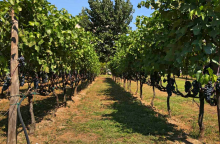 Αστικός αμπελώνας Δήμου Θεσσαλονίκης