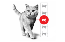 Γατάκι, μετάβαση στην ενηλικίωση