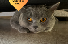 Σίμπα: Ποιος είναι ο πρώτος influencer γάτος στην Ελλάδα