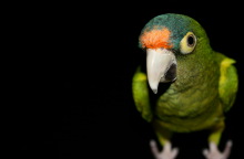 Συνελήφθη 24χρονος για κλοπές σε Νέα Ιωνία και Νέα Φιλαδέλφεια – Είχε αρπάξει μέχρι και παπαγάλο