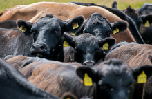 Wagyu και σπέρμα ταύρου αξίας 100.000 δολαρίων: Μια ασυνήθιστη απάτη από κτηνοτρόφο στην Αυστραλία