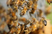 Ασυνήθιστη επίθεση μελισσών στη Γαλλία: 24 τραυματίες, τρεις σοβαρά