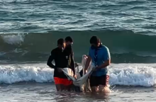 Λέσβος: Επιστήμονες και εθελοντές έδωσαν μάχη για να σωθεί ένα μικρό δελφίνι