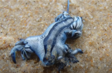 Μπλε δράκος