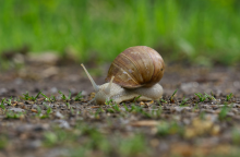 Εθνική καμπάνια στη Νέα Ζηλανδία για να βρεθεί ταίρι στο σπάνιο αριστερόστροφο σαλιγκάρι Νεντ