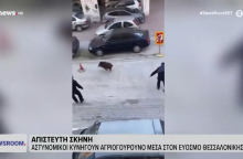 Εύοσμος: Αστυνομικοί κυνηγούν αγριογούρουνο για να το απομακρύνουν από την πόλη