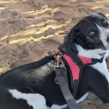  Ιταλοί τουρίστες στην Σαπιέντζα, σε διακοπές, έζησαν φριχτές στιγμές, καθώς τα ζώα τους δηλητηριάστηκαν από φόλες