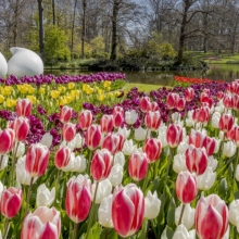 Ολλανδία: Ο μεγαλύτερος κήπος με τουλίπες στον κόσμο γιορτάζει τα 75α γενέθλιά του	