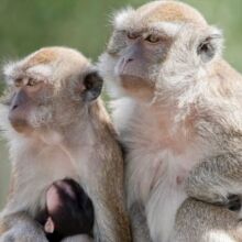 ΗΠΑ: Σαράντα πίθηκοι κυκλοφορούν ελεύθεροι στη Νότια Καρολίνα - Απέδρασαν από ερευνητική εγκατάσταση - Η αστυνομία τους αναζητά με κάμερες θερμικής απεικόνισης