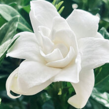 Φυτά του χειμώνα και πως να τα προστατεύσετε από το κρύο