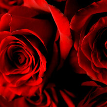 Τα λουλούδια του έρωτα για του Αγίου Βαλεντίνου