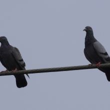 περιστερια