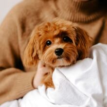 Προσομοίωση αποκαλύπτει πώς βλέπουν και ακούν οι σκύλοι τους ανθρώπους - Βλέπουν σε αργή κίνηση, ατελώς, και ακούν ήχους διπλάσιας συχνότητας από εμάς.